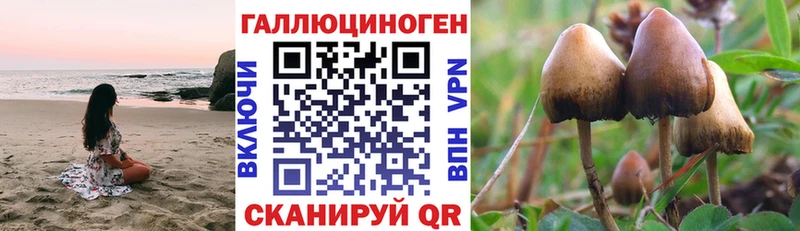 площадка формула  Заволжье  Псилоцибиновые грибы Cubensis 